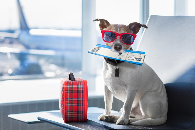 As Melhores Dicas para Viagem de Avião com Pets