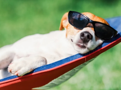 Como Escolher o Melhor Hotel Pet-Friendly para Seu Companheiro