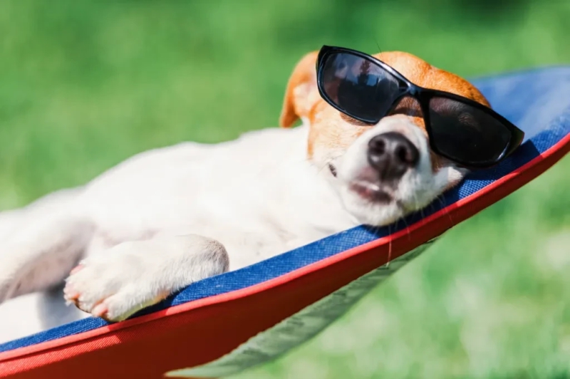 Como Escolher o Melhor Hotel Pet-Friendly para Seu Companheiro