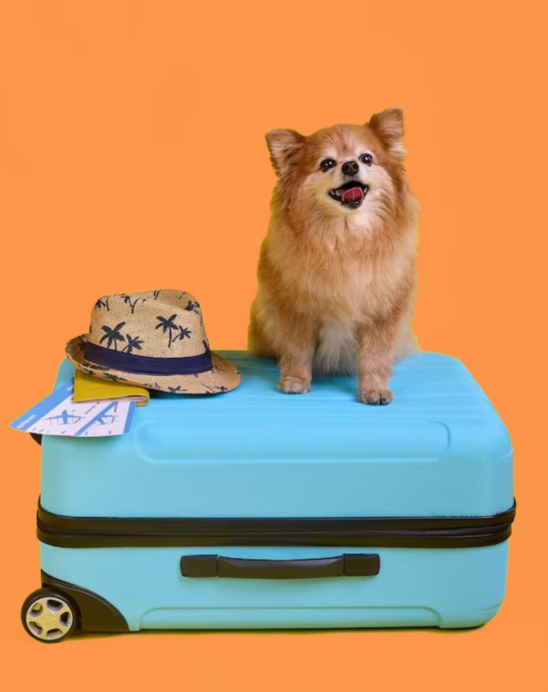 Confira as Modalidades de Embarque para o seu Pet