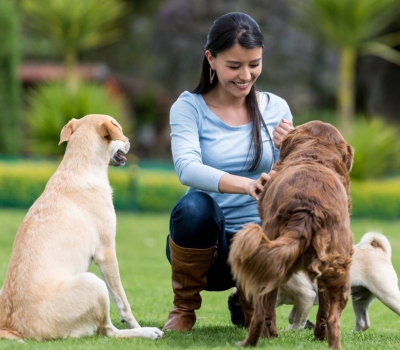 Assessoria para Pets Viajantes