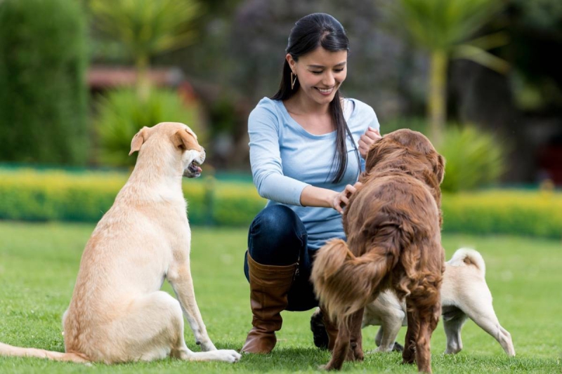 Assessoria para Pets Viajantes